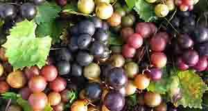 Muscadines Plants Cowboys Ate in the West