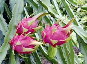 Pitaya Plants Cowboys Ate in the West