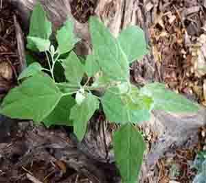 lambs-quarters Plants Cowboys Ate in the West