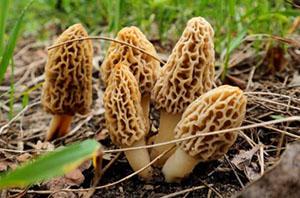 morel mushroom Plants Cowboys Ate in the West
