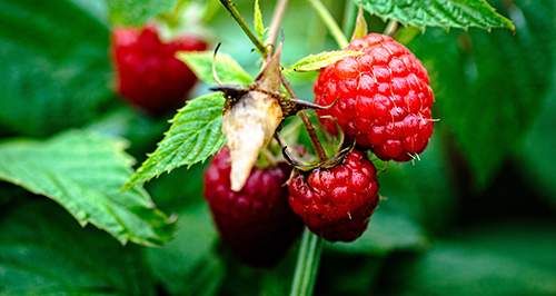 urban edibles 20_raspberries