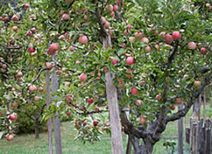 How To Plant Your Orchard To Have Fruits All Year Round