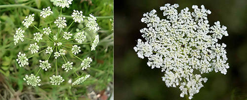 How To Tell The Difference Between The Healing “Queen Anne’s Lace” And Deadly “Hemlock”