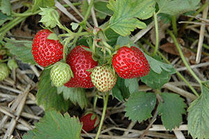 hune bearing strawberries