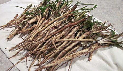 12 Wild Medicinal Plants You Must Harvest This Fall dandelion roots