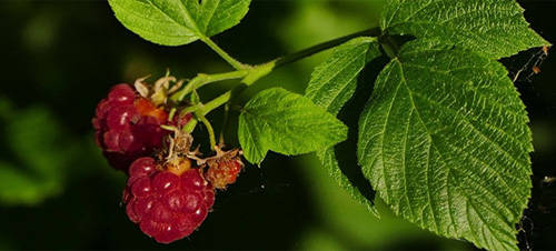 12 Wild Medicinal Plants You Must Harvest This Fall raspberry