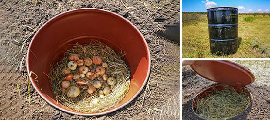 how to make a mini root cellar in your backyard in less than two