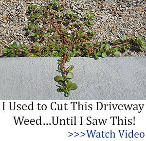 BOR driveway weed