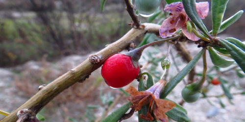 If You See This Berry, You May Want To Harvest It