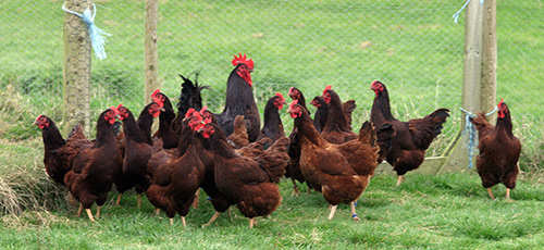 The Best Fowls to Raise for SHTF Quail, Guineafowl, Chicken, Turkey, Emu