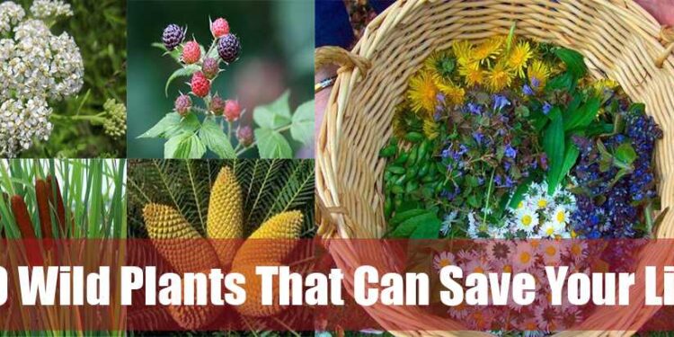 20 Wild Plants That Were The Main Food And Farmacy For Our Ancestors