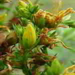 St. John’s wort St. John’s wort