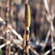 Horsetail