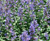Catnip