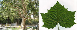 Sycamore tree and leaf