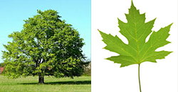 mapple tree and leaf