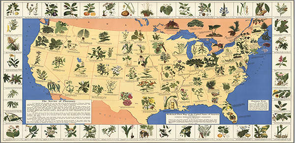 This Medicinal Plant MAP That Should Always Be in Your Survival Kit (FREE BOOK DOWNLOAD)