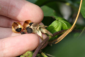 Collecting seeds