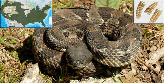 rattlesnake identification