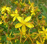 22 St. John’s Wort