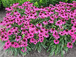 8 Echinacea