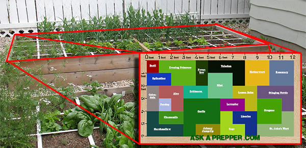How To Make An Awesome 72 Square-Feet Medicinal Garden (Plans Included)