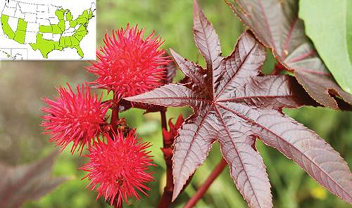 Castor Oil Plant