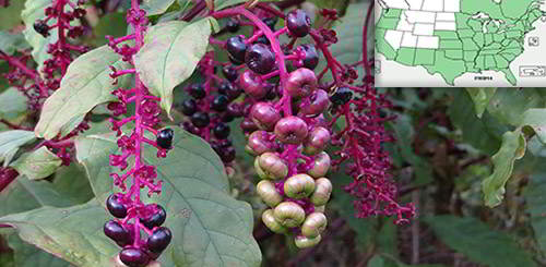 Pokeweed1