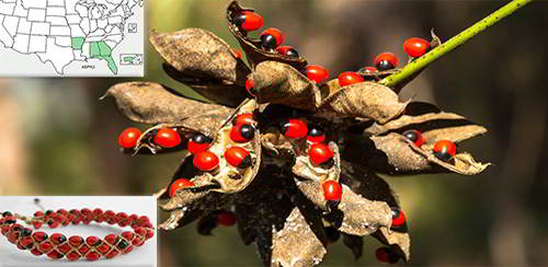 Rosary Pea