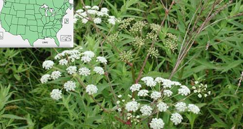 Water Hemlock