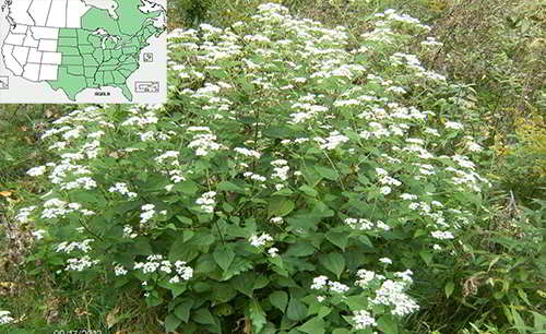 White Snakeroot