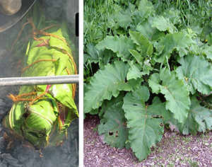 burdock ash cooking