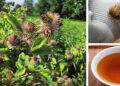 Burdock Weed That Can Save Your Life