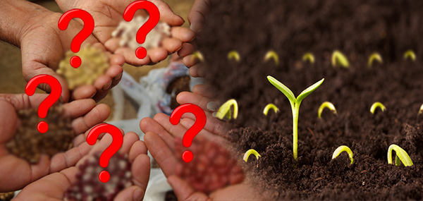 The 5 Seeds That You Need to Stockpile in Your Pantry