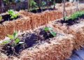 hale bale gardening for the future