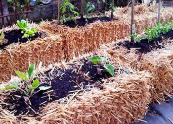 hale bale gardening for the future