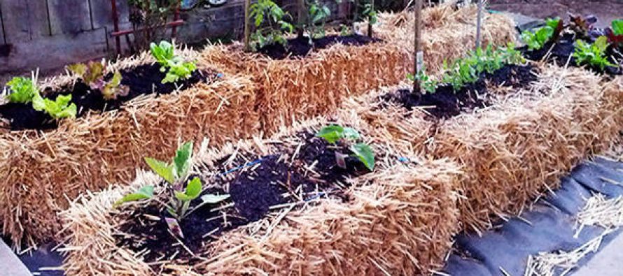 Gardening For The Future Hay And Straw Bale Gardening Ask A