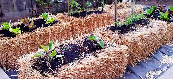 hale bale gardening for the future