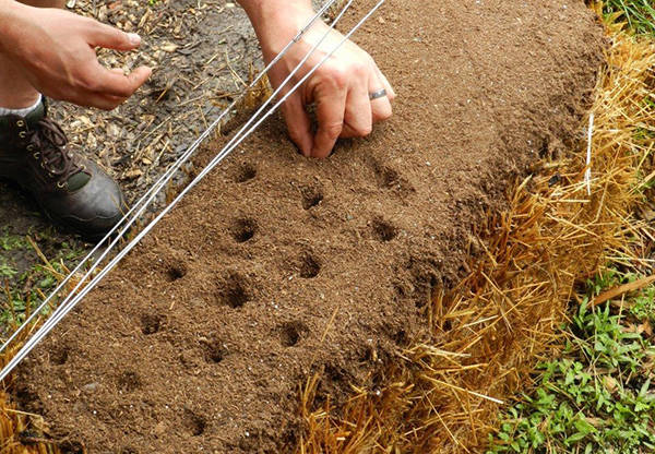 planting seeds in hale bale garden