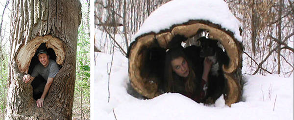 Inside Hollow Tree