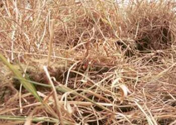 Sniper Basics For The SHTF Survivalist