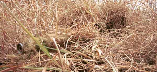 Sniper Basics For The SHTF Survivalist
