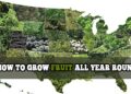 HOW TO GROW FRUIT ALL YEAR ROUND1