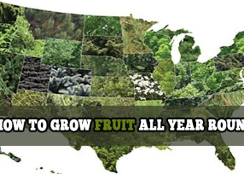 HOW TO GROW FRUIT ALL YEAR ROUND1