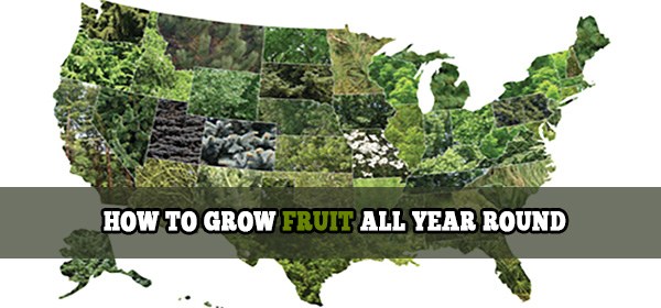 HOW TO GROW FRUIT ALL YEAR ROUND1