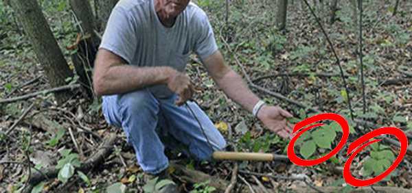 Making Natural Aspirin After the SHTF 2