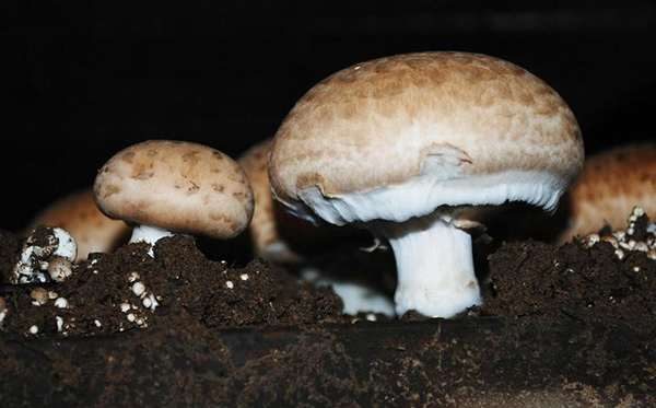 Agaricus bisporus