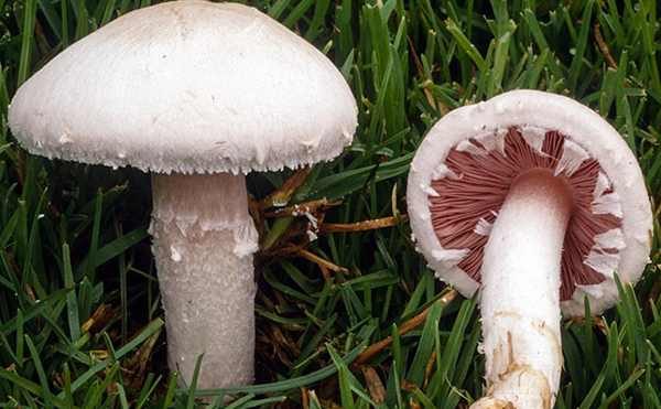 Agaricus campestris