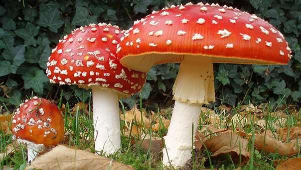 Amanita muscaria