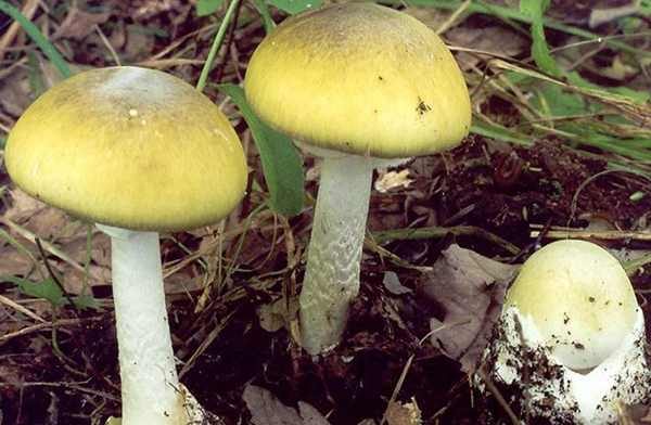 Amanita phalloides